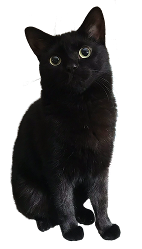 Roztomilá kočička